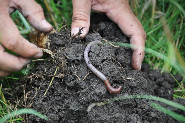 low-organic-matter-soil-health