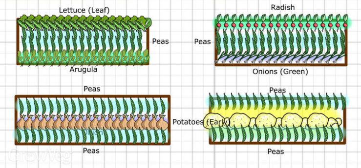 pea-plan-2x.jpg